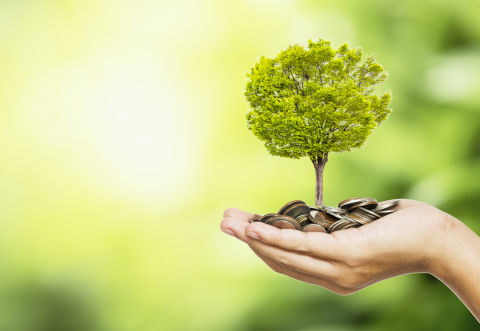A handful of coins holding a miniature tree  against a green background