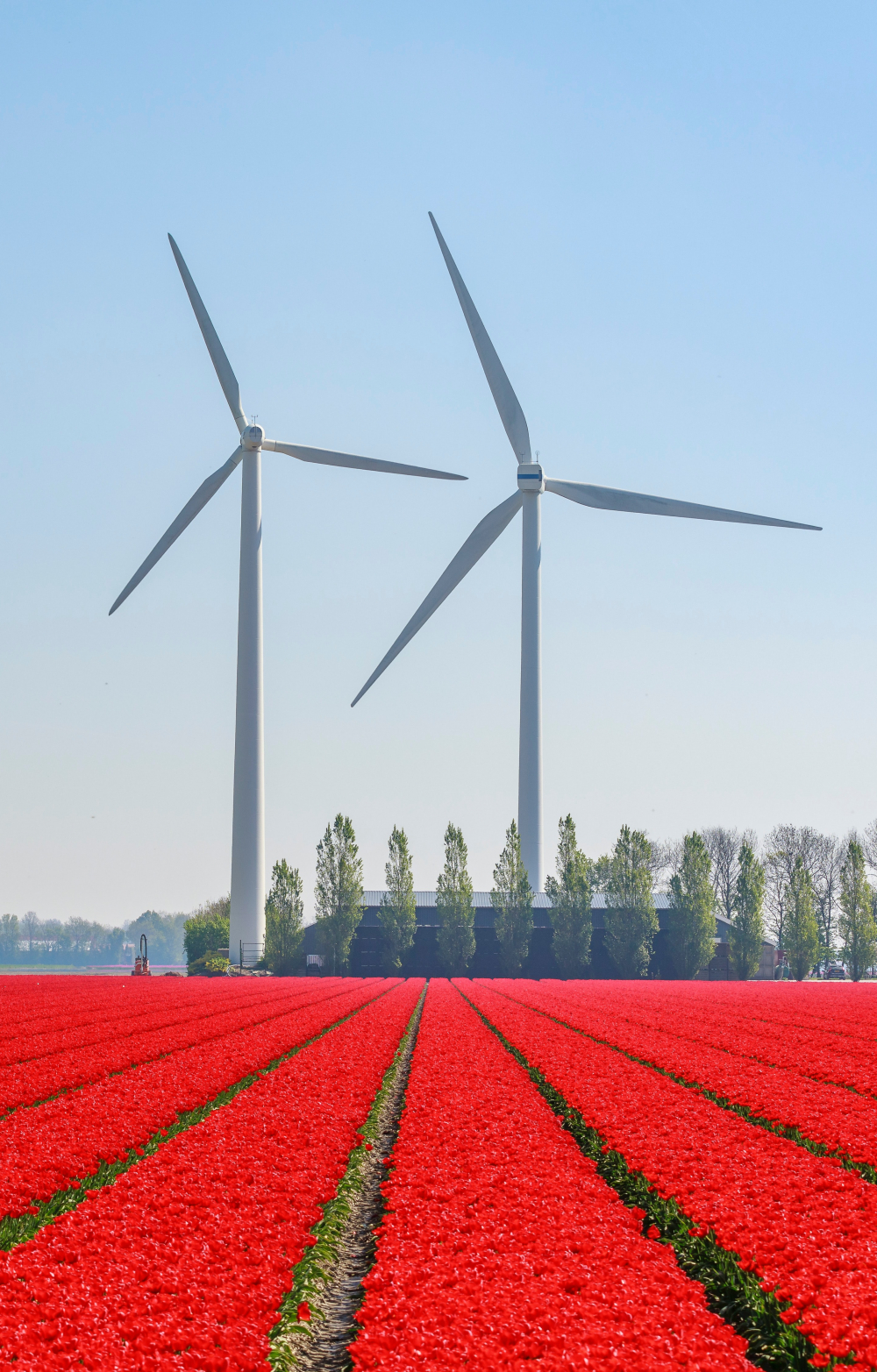 wind turbines and flowers