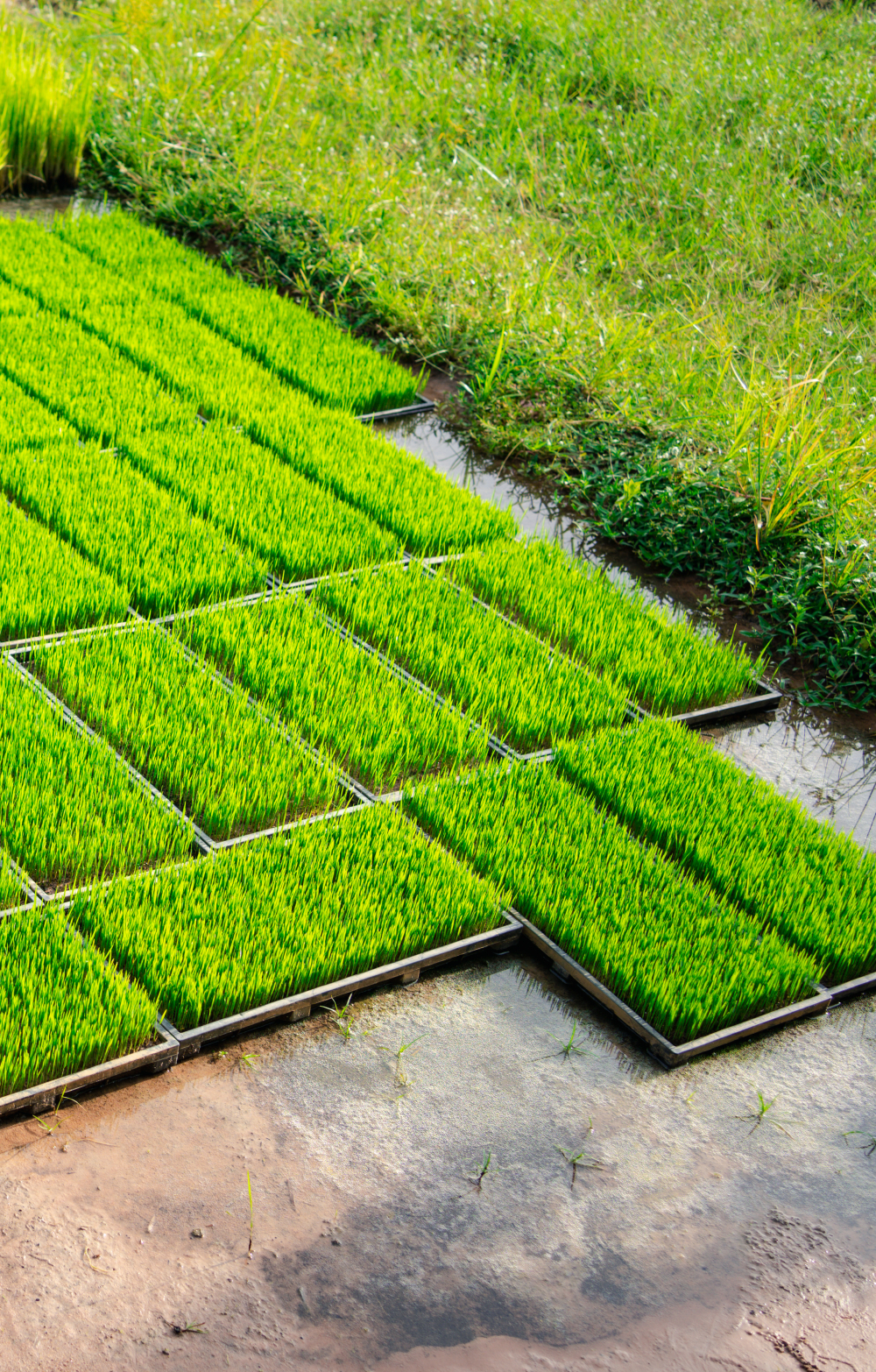 Préparation des plants de riz planter dans la culture agricole de plateaux d’eau douce