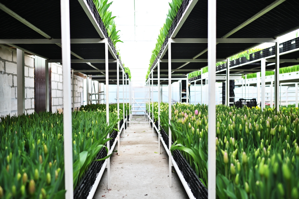 Beaucoup de vertes et jaunes délicates belles tulipes non ouvertes dans une serre sur fond d’équipement de serre