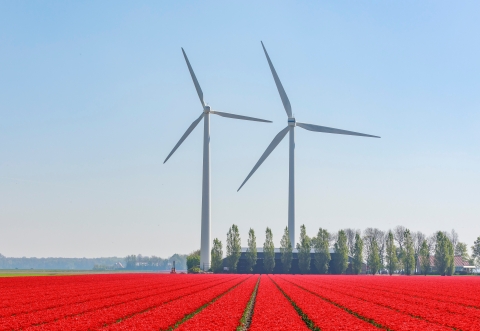 wind turbines and flowers