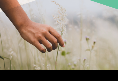 Hand picking a flower