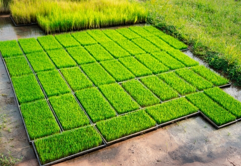green grassy patches